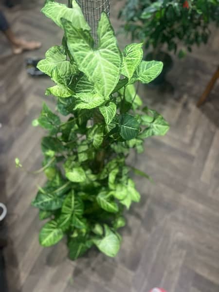 ArrowHead Plant 1