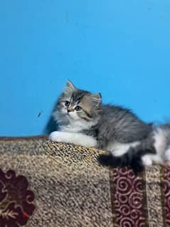 Charming 2-Month-Old Kittens for Sale - 25KD Each