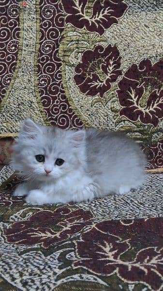 Charming 2-Month-Old Kittens for Sale - 25KD Each 3