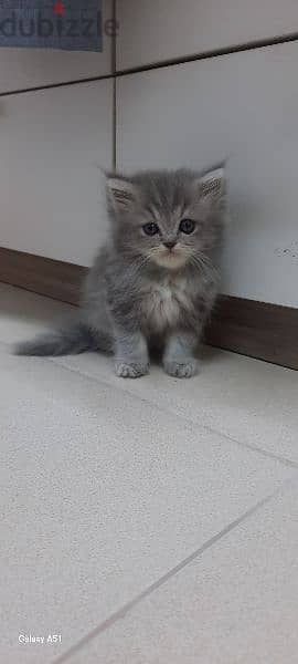 Adorable kitten for sale 3