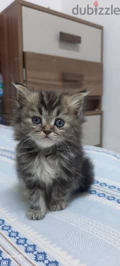 Adorable kitten for sale