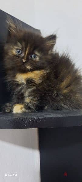 Adorable kitten for sale 4