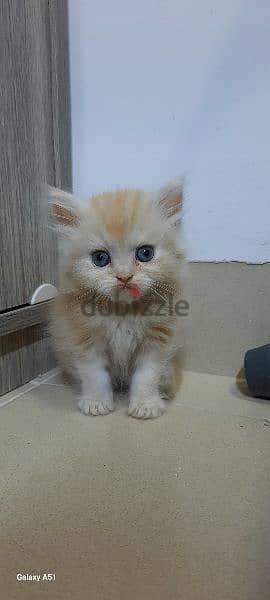 Adorable kitten for sale 1