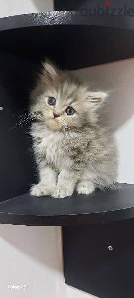 Adorable kitten for sale 2