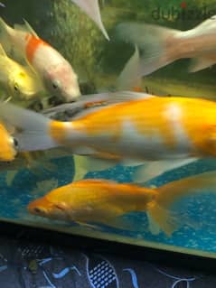 VERY HEALTHY BIG SIZE KOI FISHES FOR SALE