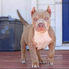 Whatsapp me +96555207281 American pitbull puppies for sale