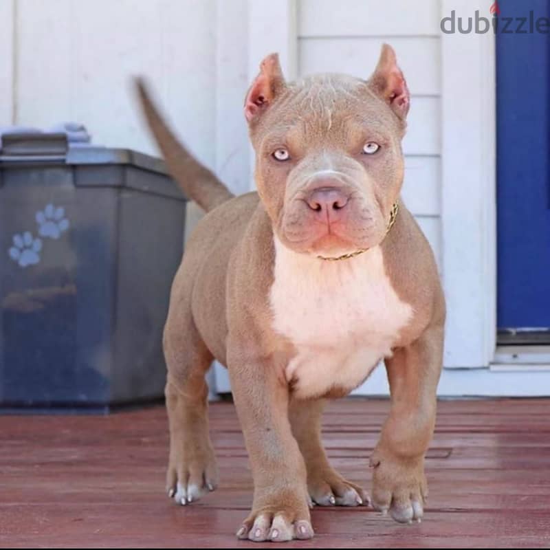 Whatsapp me +96555207281 American pitbull puppies for sale 0