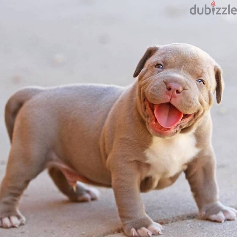 Whatsapp me +96555207281 American pitbull puppies for sale 1