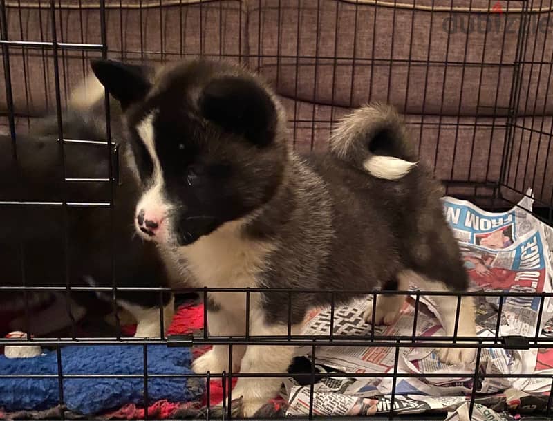 Whatsapp me +96555207281 Akita puppies for sale 0