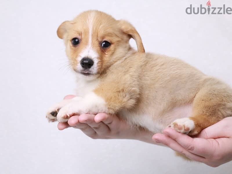 Whatsapp me +96555207281 American Corgi puppies for sale 1