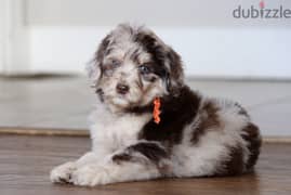 Whatsapp me +96555207281 Aussiedoodle puppies for sale