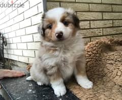 Whatsapp me +96555207281 Australian Shepherd puppies for sale 0