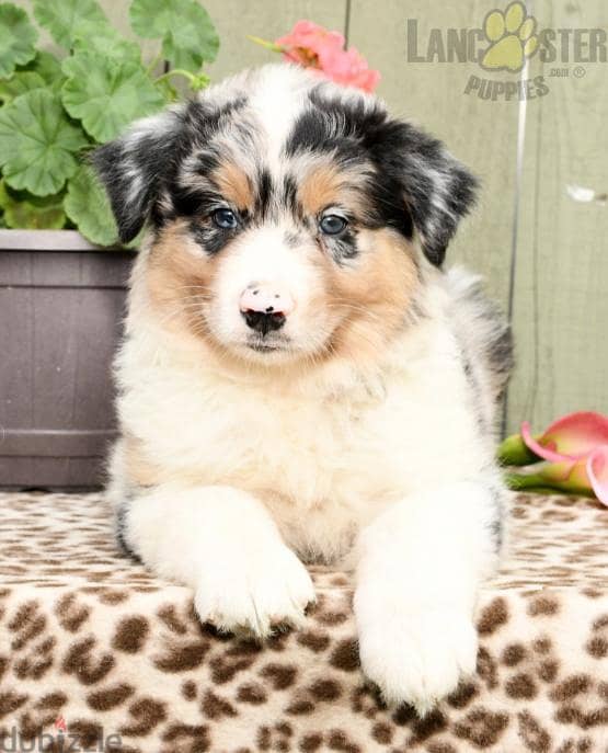 Whatsapp me +96555207281 Australian Shepherd puppies for sale 2