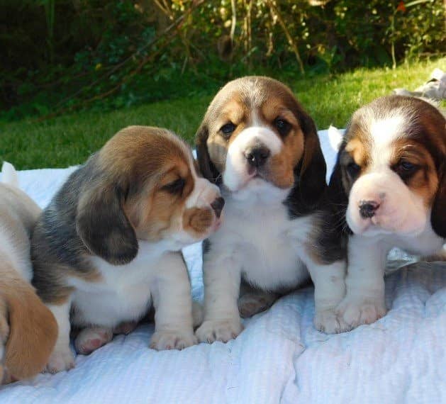 Whatsapp me +96555207281 Beagle  puppies for sale 0