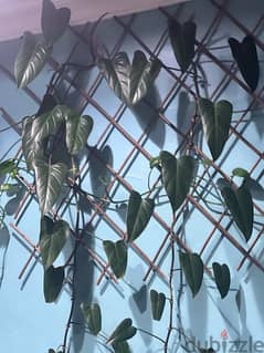 Philodendron 0