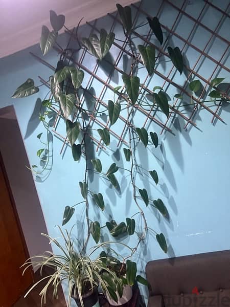 Philodendron 1