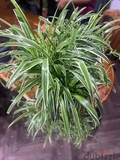 Spider Plant