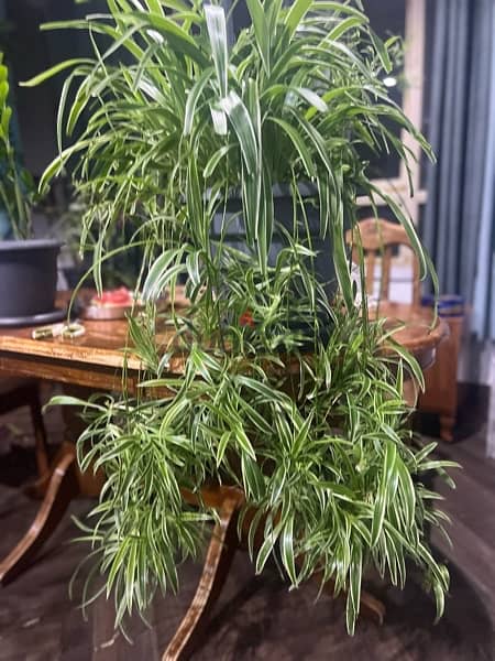 Spider Plant 1