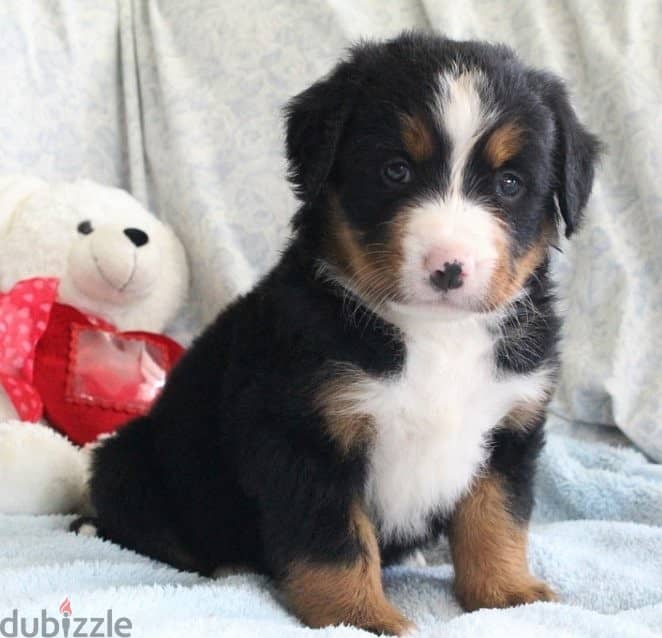 Whatsapp me +96555207281 Bernese Mountain puppies for sale 0