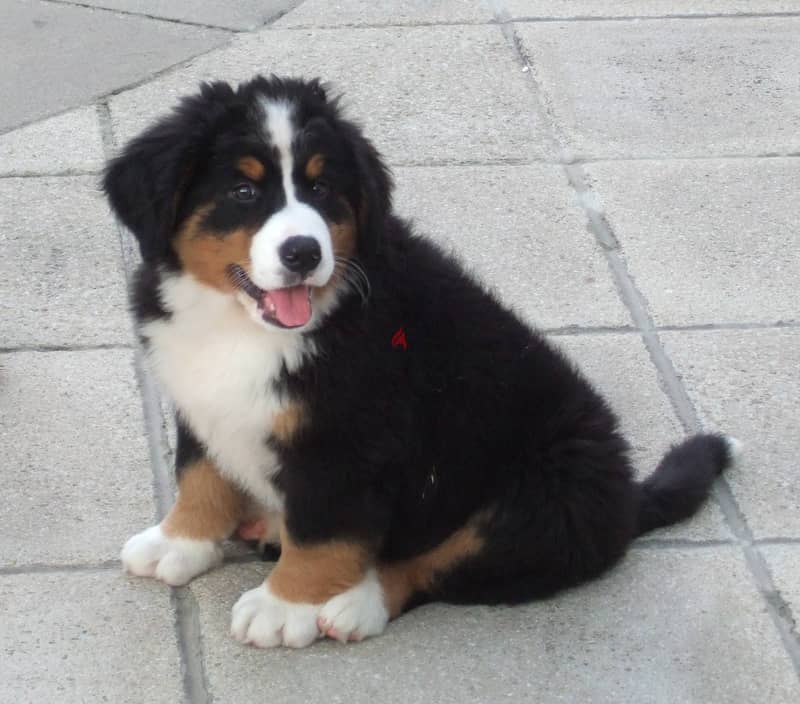 Whatsapp me +96555207281 Bernese Mountain puppies for sale 1