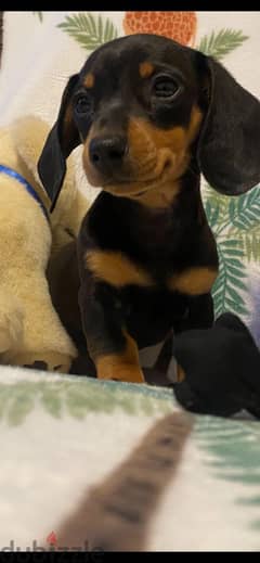 miniature dachshund puppies available now