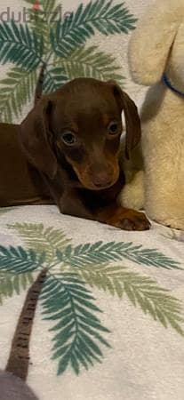 miniature dachshund puppies available now 3