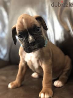 Whatsapp me +96555207281 Boxer  puppies for sale