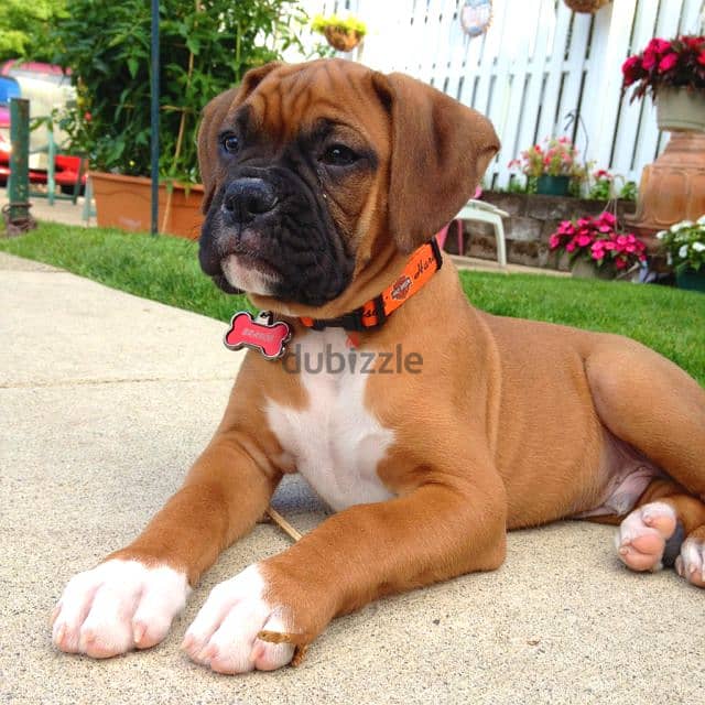 Whatsapp me +96555207281 Boxer  puppies for sale 1