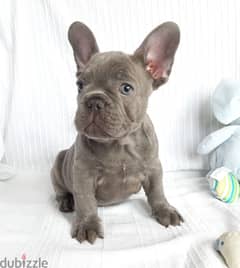 Whatsapp me +96555207281 French Bulldog puppies for sale