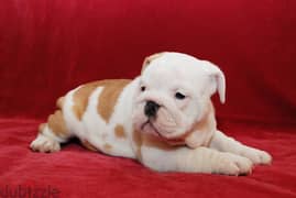 Whatsapp me +96555207281 English bulldog  puppies for sale