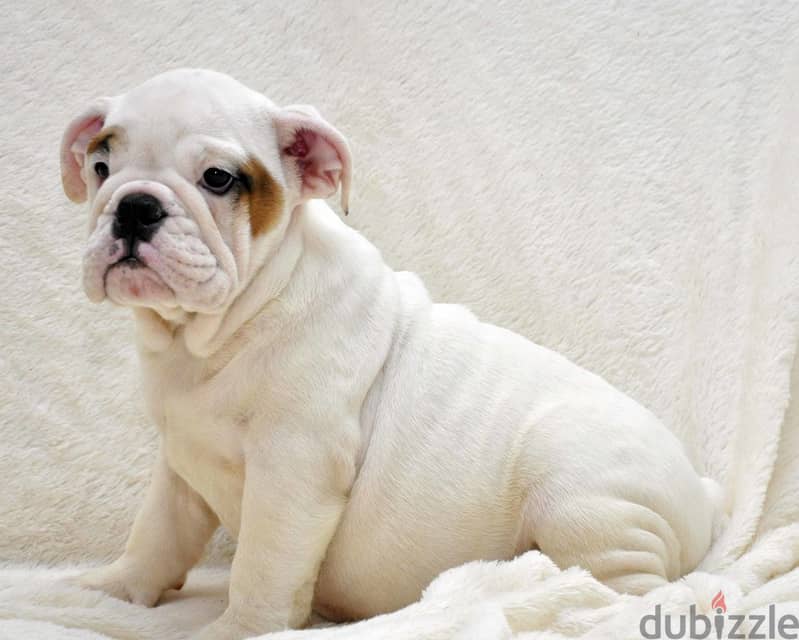 Whatsapp me +96555207281 English bulldog  puppies for sale 1