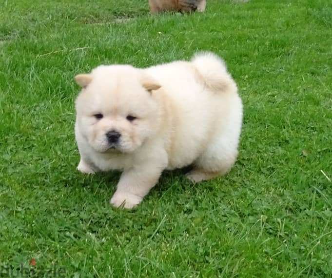 Whatsapp me +96555207281 Chow Chow puppies for sale 0