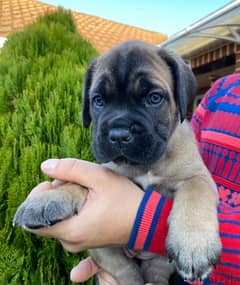 Whatsapp me +96555207281 Cane Corso  puppies for sale