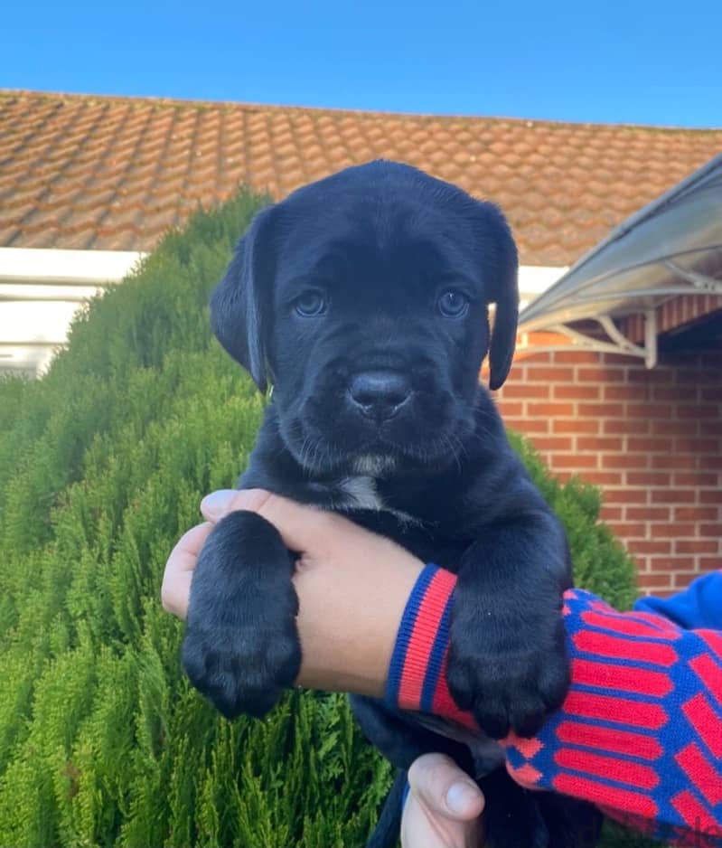 Whatsapp me +96555207281 Cane Corso  puppies for sale 1