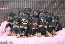 Whatsapp me +96555207281 Doberman Pinscher puppies for sale