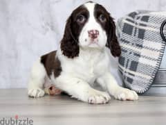 Whatsapp me +96555207281 English springer spaniel  puppies for sale