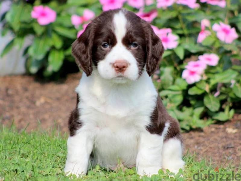 Whatsapp me +96555207281 English springer spaniel  puppies for sale 1