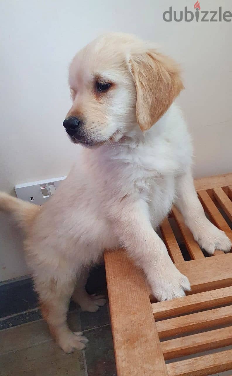 Whatsapp me +96555207281 Golden Retriever  puppies for sale 1