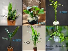 plants & wallpaper for sale 0