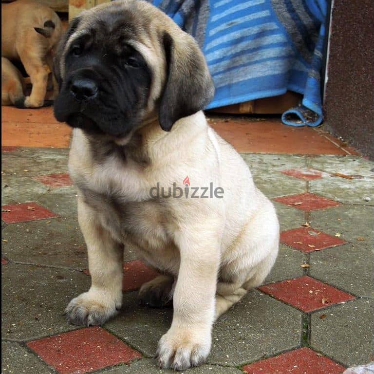 Whatsapp me +96555207281 Mastiffs  puppies for sale 1