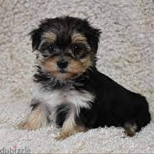 Whatsapp me  +96555207281 Morkie  puppies for sale 0