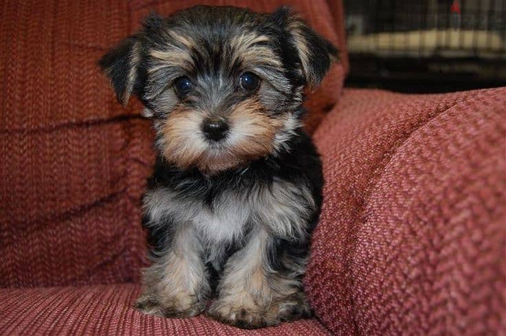 Whatsapp me  +96555207281 Morkie  puppies for sale 1