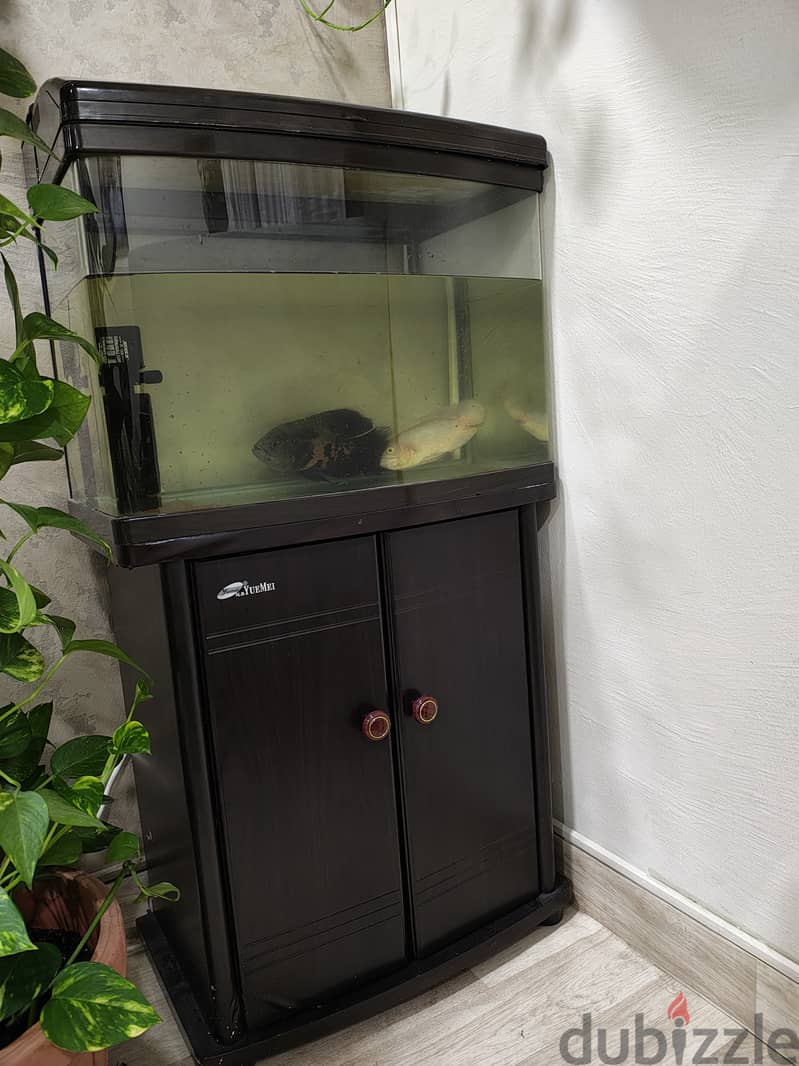 Fish tank with Oscar fish for sale 0