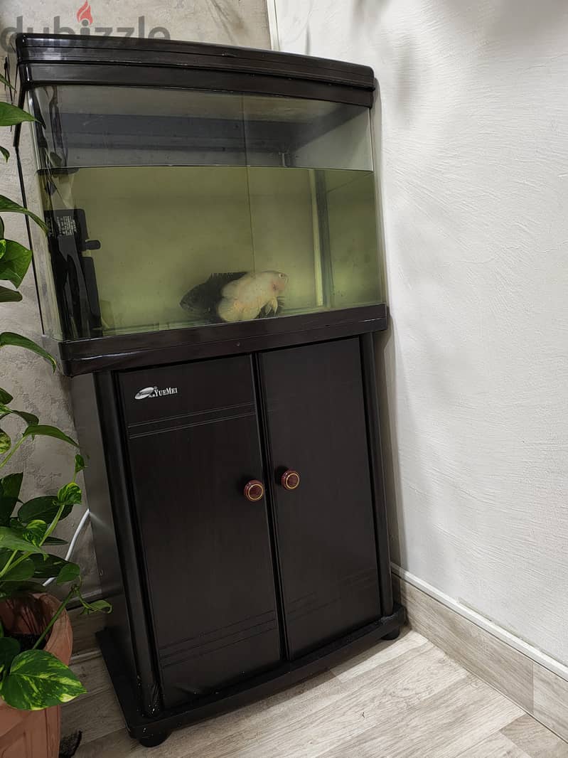 Fish tank with Oscar fish for sale 1