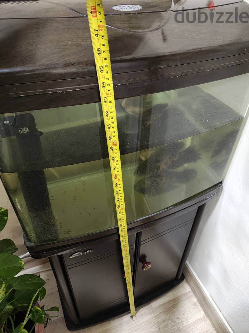 Fish tank with Oscar fish for sale 2