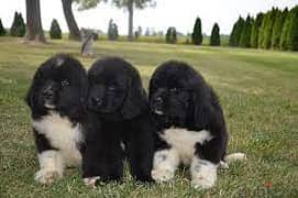 Whatsapp me +96555207281 Newfoundland  puppies for sale