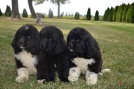 Whatsapp me +96555207281 Newfoundland  puppies for sale 0