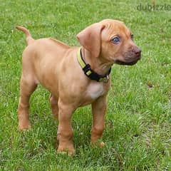 Whatsapp me +96555207281 Rhodesian Ridgeback puppies for sale