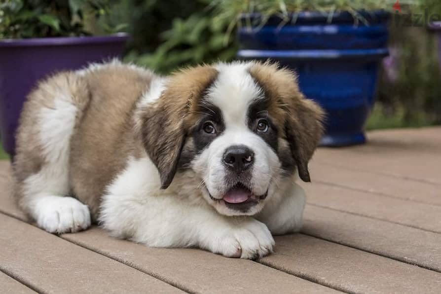 Whatsapp me +96555207281 St. Bernard puppies for sale 1