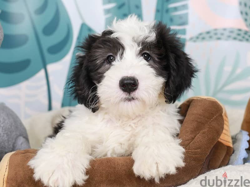 Whatsapp me +96555207281 Sheepadoodle  puppies for sale 1